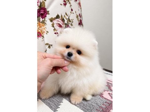 Karbeyaz pomeranian boo yavrular