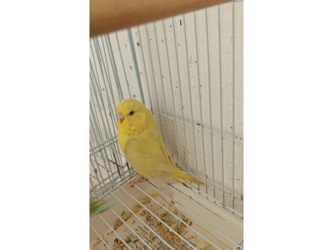Uygun fiyata jumbo muhabbet kuşu yavruları