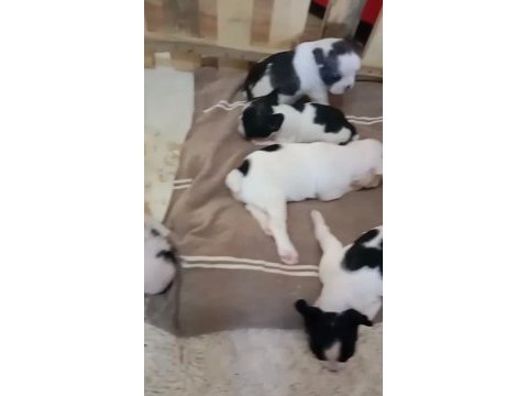 French bulldog yavrular ırk sağlık garantili