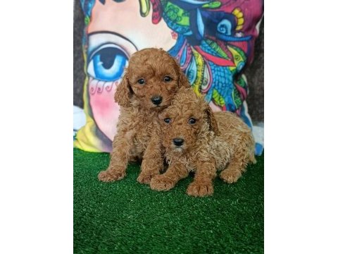 Toy poodle yavrularımız