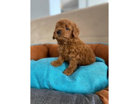 Ankaranın en güzel toy poodle yavruları petmode den