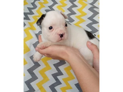 Kaliteli yavrular rezerveye açık french bulldog