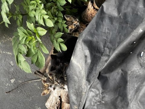 Dört tane bebek kediye yuva arıyoruz