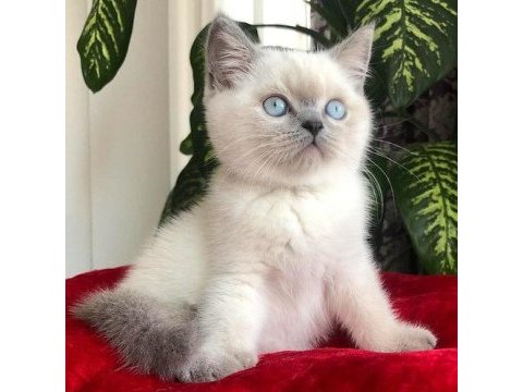 British shorthair yavruları