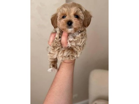 Irk ve sağlık garantili maltipoo