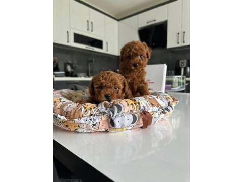 A kalite sevimli ve oyuncu poodle yavrularım