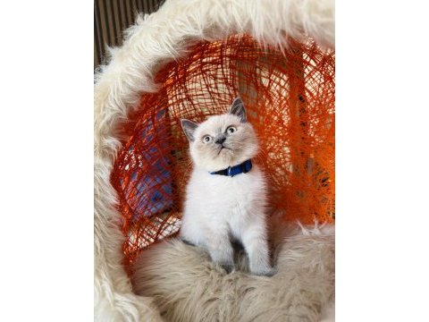 British shorthair blue point yavru 2 aylık