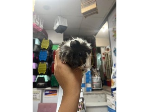 Ginepig yavrularımız 