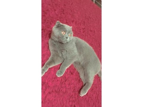Scottish fold kızımıza yuva arıyoruz