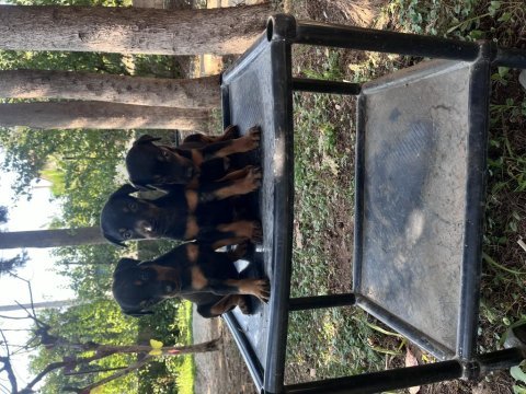 King doberman yavrularimiz
