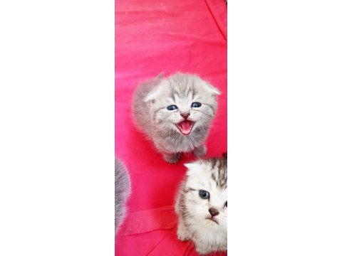 Minik kedilerim