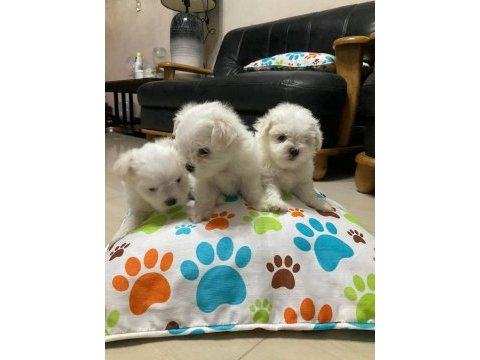 Babyface küt burun erkek ve dişi köpeğimiz
