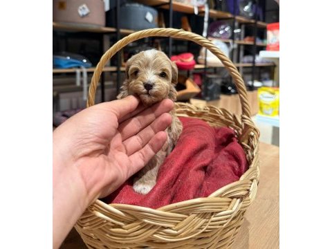 Muhteşem maltipoo bıcırıklar