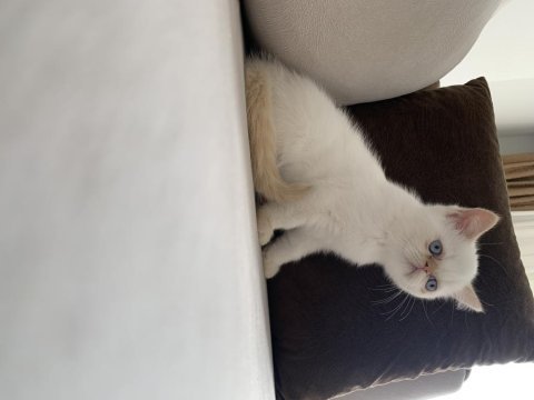 Dişi 3 aylık kalıcı mavi göz iran kedisi