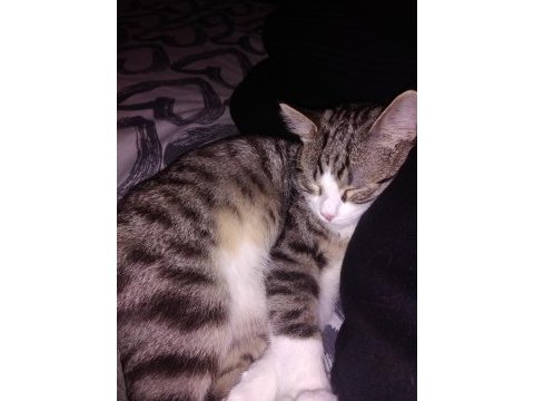 8 aylık tekir kedi yakışıklımız