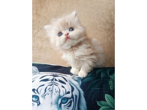 British longhair golden erkekler