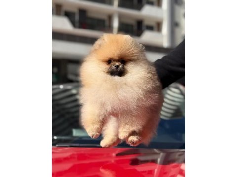Safkan pomeranian yavruları
