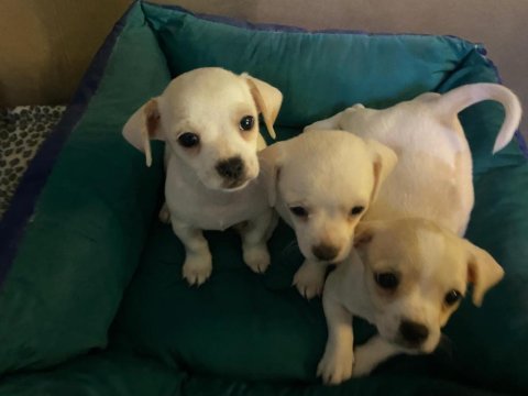 Erkek şivava köpekler