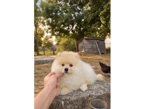 Pomeranian boo teddy face