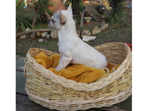 Chihuahua dişi yavru elma kafa küt burun