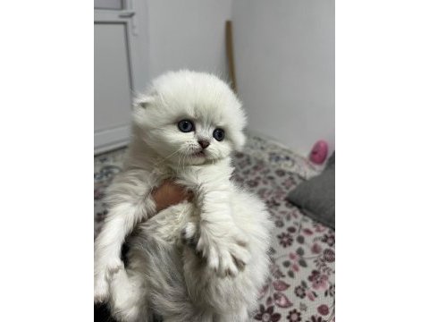 1.5 aylık scottish longhair safkan yavrular