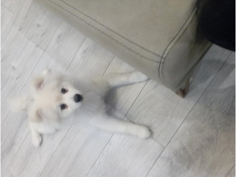 Pomeranian köpeği 4 aylık