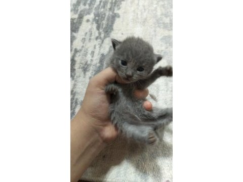 Uygundur acil british shorthair