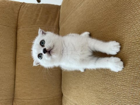 Anne baba full şecereli scottish fold bebiş