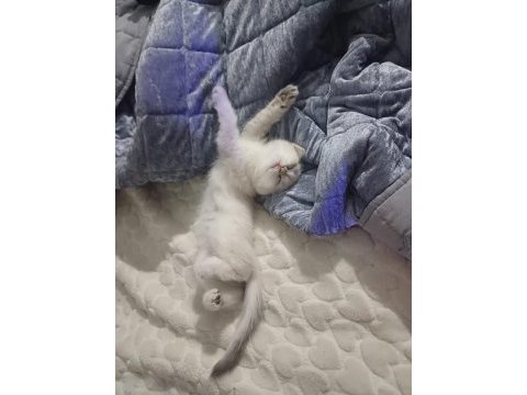 65 günlük erkek bebek british shorthair