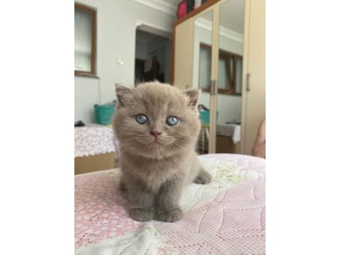 Güzeller güzeli british çocuklarım