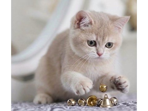 British shorthair lilac gold dişi yavru