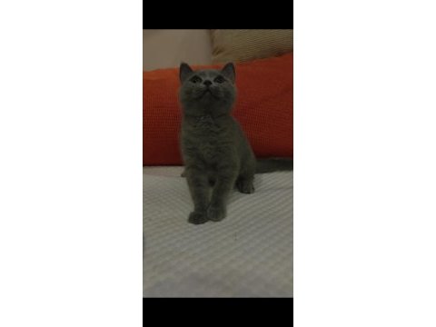 Dişi british shorthair yavrumuz yenı yuvasını beklıyor