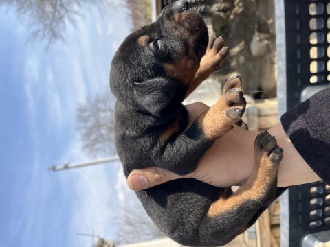 Europen baba a şecereli kızıl ve siyah doberman yavrular