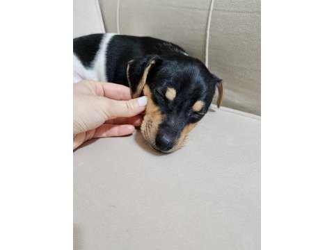 2 aylık orjinal safkan jack russell yavrular