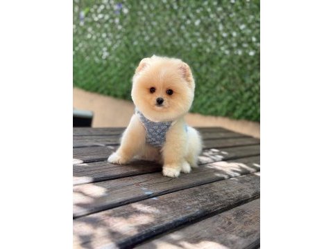 Pomeranian yavru köpeğimiz
