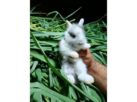 Netherland dwarf tavşan cücelerimiz mevcuttur