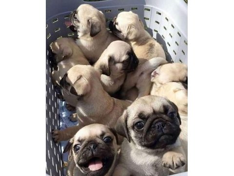 Pug yavrularımız ailelerini bekliyor