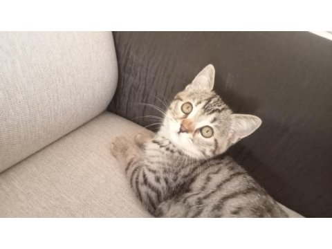 Tekir kedimiz sahibini bekliyor