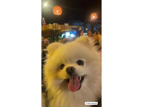 Pomeranian eş bulma ilanıdır
