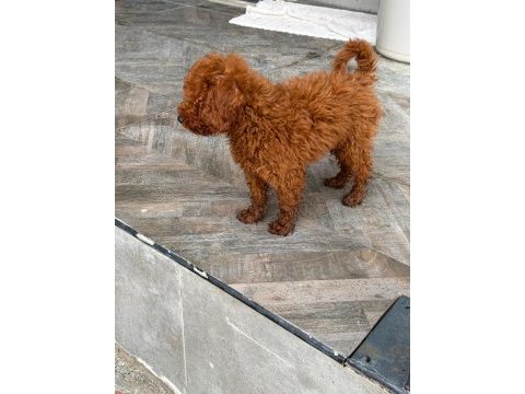 Köpeğimiz kajuyu sahiplendiriyoruz
