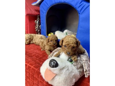 Minyatür poodle minyonlar