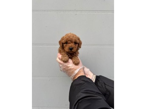 A klass toy poodle yavrular