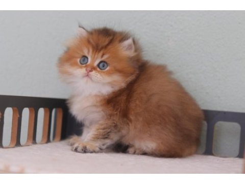 Safkan british longhair erkek