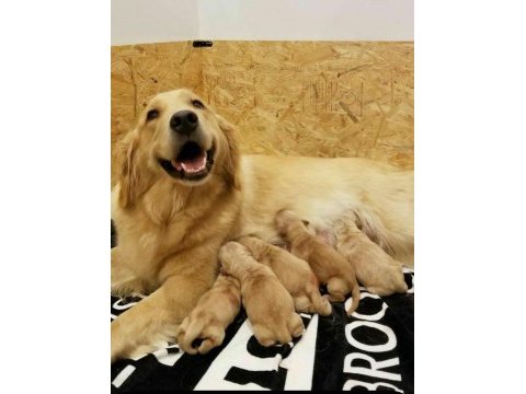 Erkek dişi golden retriever yavrularımız