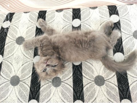 Saf british longhair