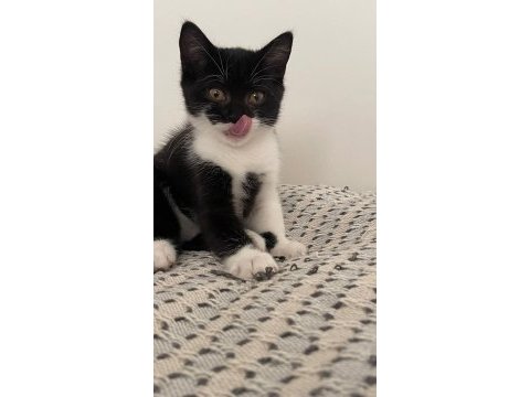 Half british cats