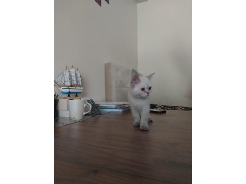 Kırşehir içi 3,5 aylık british shorthair