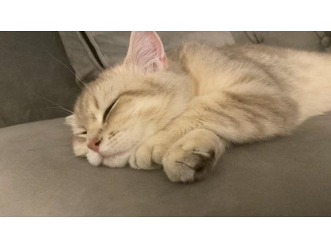 Safkan british shorthair