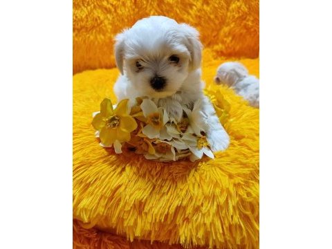 Maltese terrier adrese teslim, kapıda ödeme yapabilirsiniz