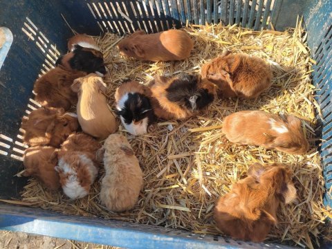 Ginepigler sütten yeni kesildiler